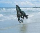 At, sahilde dörtnala siyah
